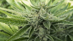 Marijuana Bud Close Up Adobe Stock Credit Cascade Creatives Resized