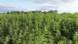 Outdoor Canna Adobe Stock100432463