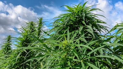 Outdoor Canna Adobe Stock143875876