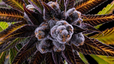 Oversoul (Purple Punch x Grateful Breath F2) by Gage Green Genetics, grown by Resonant Cultivation.
