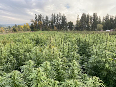 Tweedle Farms Outdoor