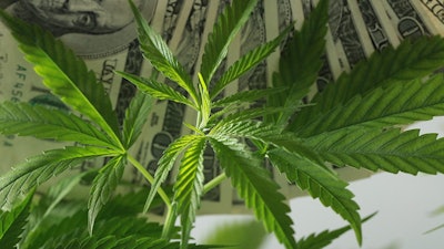 Canna Money Adobe Stock224299557
