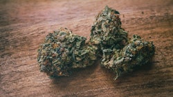 Canna Nugs Adobe Stock199989517