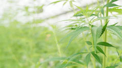 Hemp Grower Top Web Photo Template 2022 06 03 T125249328