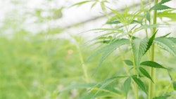 Hemp Grower Top Web Photo Template 2022 06 03 T125249328