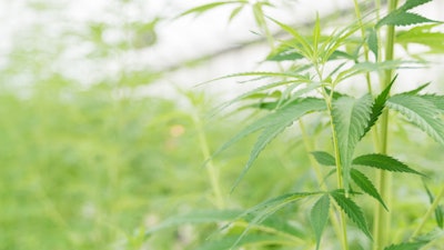 Hemp Grower Top Web Photo Template 2022 06 03 T125249328