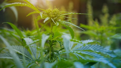 Hemp Grower Top Web Photo Template 2022 06 10 T143116361