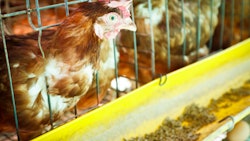 Hemp Grower Top Web Photo Template 2022 06 23 T154851463