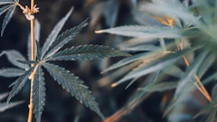 Hemp Grower Top Web Photo Template100
