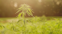 Hemp Grower Top Web Photo Template78