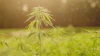 Hemp Grower Top Web Photo Template78