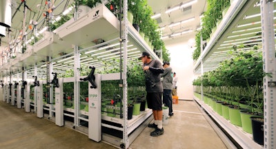 Vas Ph Fog City Farms Fmt