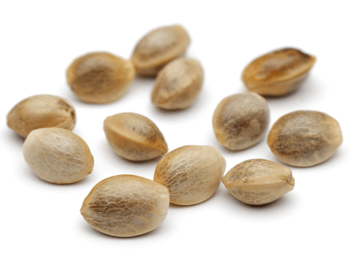 Adobe Stock 194693076 Fmt