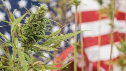American Weed Adobe Stock381137730