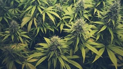Cannabisbuds Adobestock Credit Hanohiki Resized