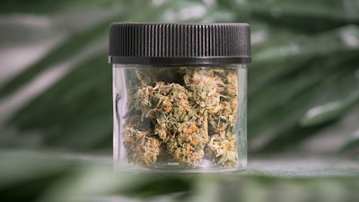 Canna Flower Jar Adobe Stock385659343