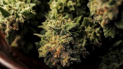 Canna Nugs Adobe Stock434960273
