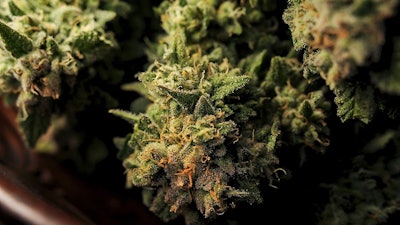 Canna Nugs Adobe Stock434960273