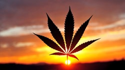 Canna Sun Adobe Stock118738648