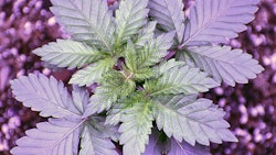 Canna Veg