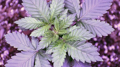 Canna Veg