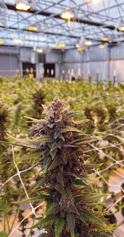 Cbt June Hort How To 2 Kayla Matherne Fmt