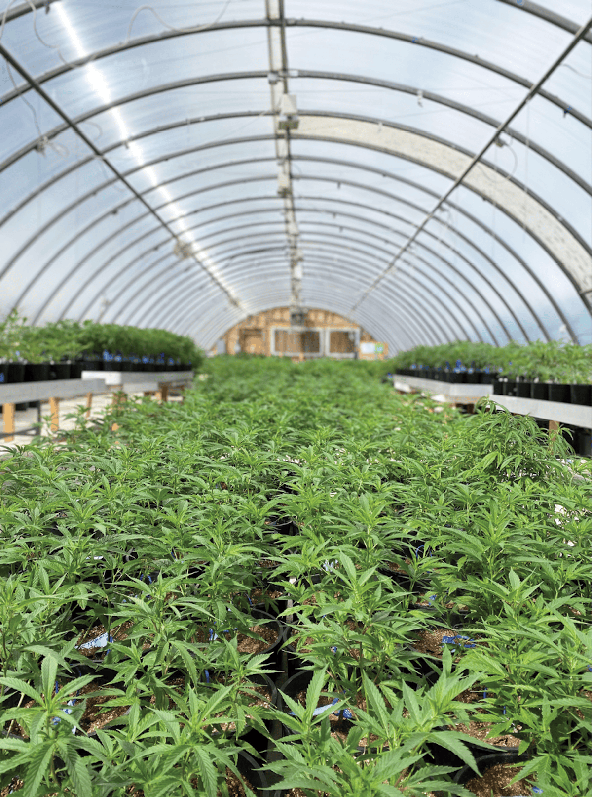 9 Tips to Avoid Common, Costly Greenhouse Mistakes | Cannabis Business Times, image size:913x1227