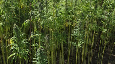 Hemp Grower Top Web Photo Template 2022 07 12 T112157 575