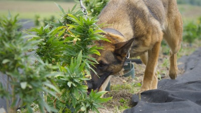 Canine searching a hemp field for diseased plants.