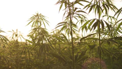 Hemp Grower Top Web Photo Template 2022 07 11 T154544465