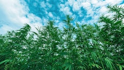 Hemp Plants Adobe Stock Bitsand Splits Resized