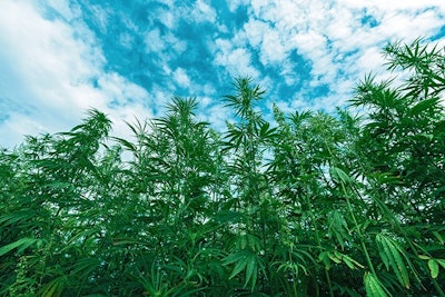 Hemp Plants Adobe Stock Bitsand Splits Resized