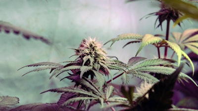 High Thc