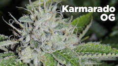 Karmarado