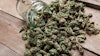 Marijuana Bud Spilling Outof Jar Adobe Stock Credit Aleksanderkamasi Resized