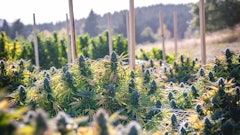 Outdoor Canna Adobe Stock211974807