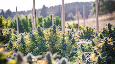 Outdoor Canna Adobe Stock211974807