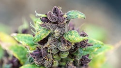 Purp Canna Adobe Stock306705215
