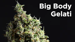 Bbg