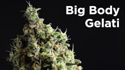 Bbg
