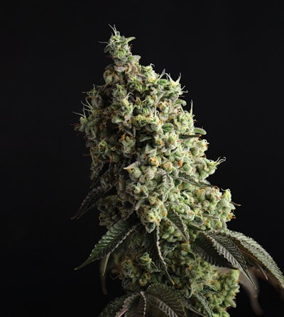 Big Body Gelati New Extended Fmt