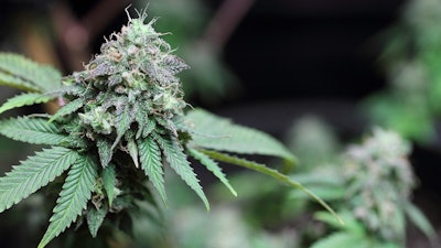 Cannabis Flower 1 Adobe Stock