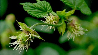 Growing Pains