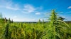 Marijuana Plants Outdoor Farm Adobe Stock Credit Dmytro Sukharevskyi Resized
