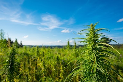 Marijuana Plants Outdoor Farm Adobe Stock Credit Dmytro Sukharevskyi Resized