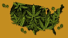 Tomorrow In Cananbis