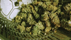 Tomorrow In Cannabis