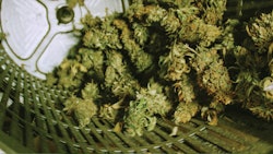 Tomorrow In Cannabis