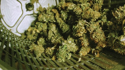 Tomorrow In Cannabis
