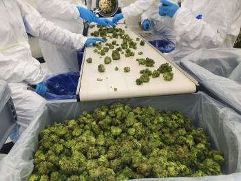 akanda workers preparing cannabis flower